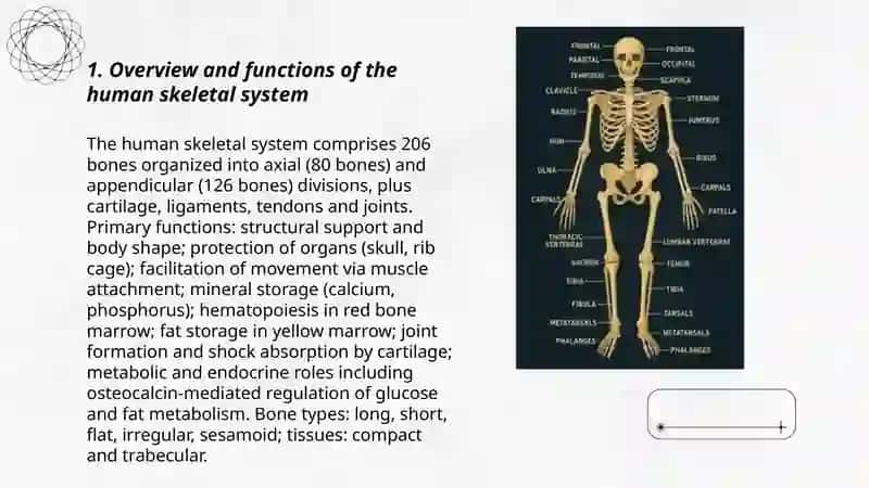 The skeletal system of a human being 3