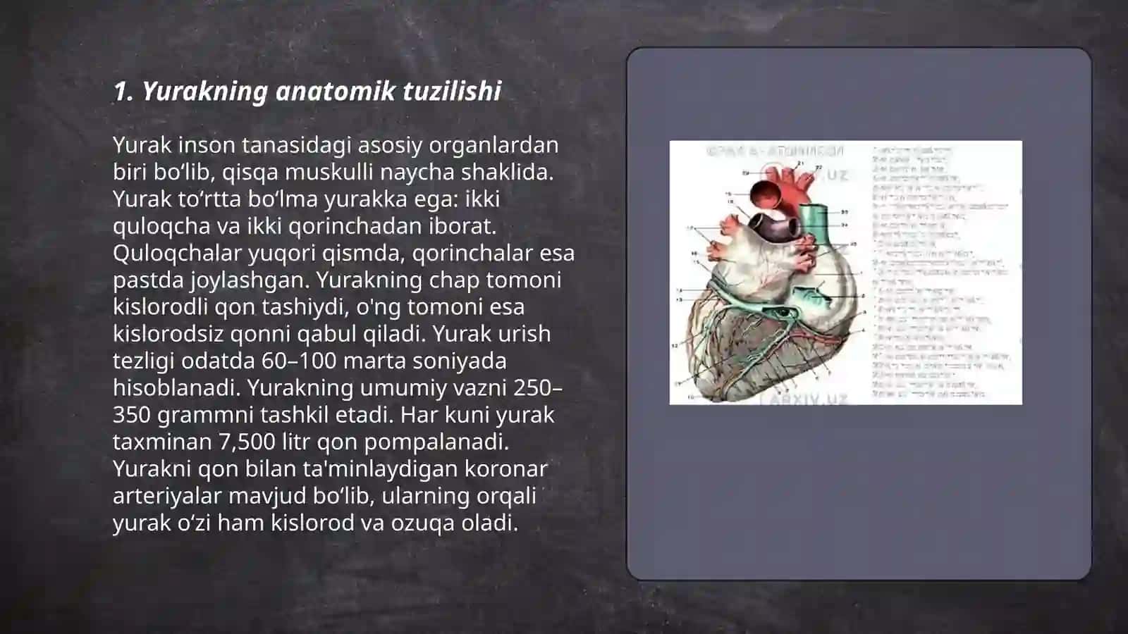 Yurak anatomiyasi 3