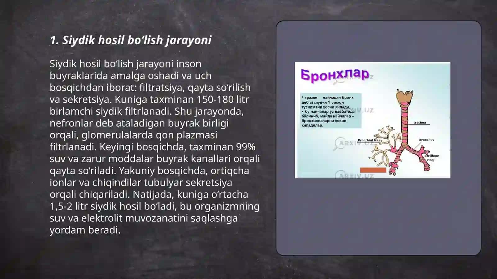 Siydik hosil boʻlish mexanezmi 3