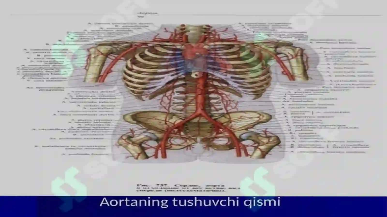 Qorin va yurak aortasi 3