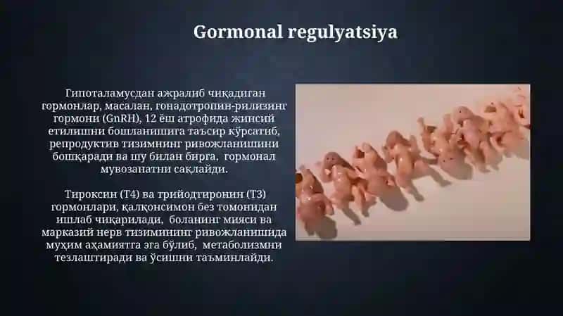 Гормонал регуляция 3
