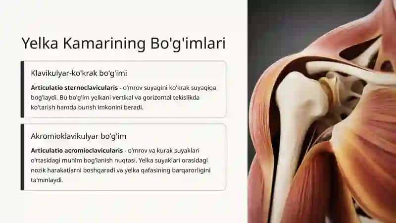 Yelka Kamarining Harakat Anatomiyasi 3