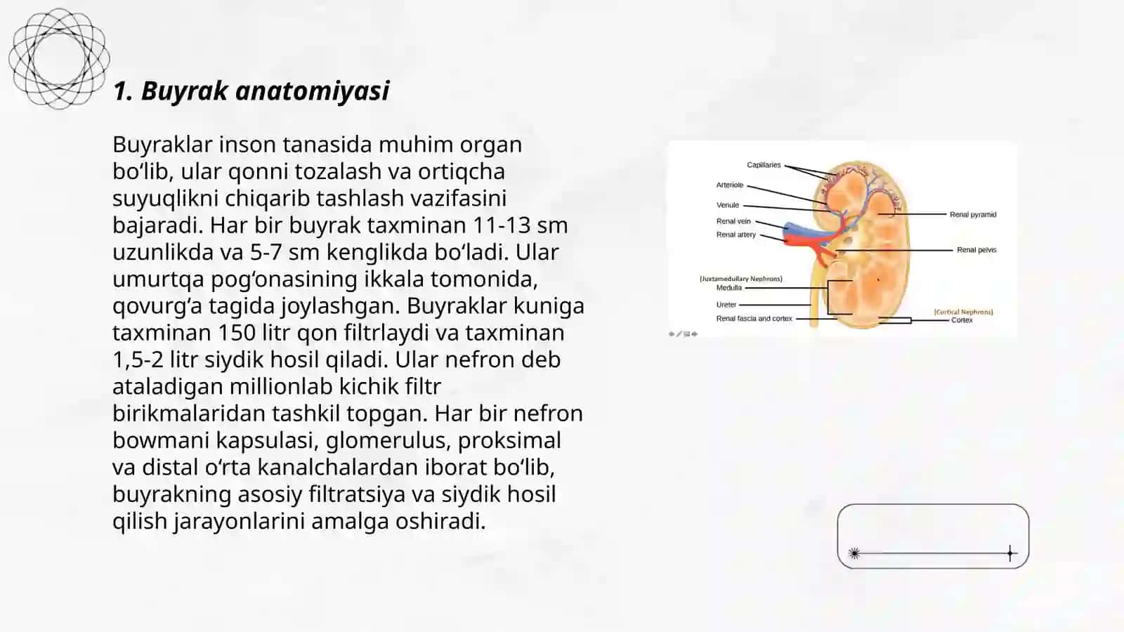 Buyrak anatomiyasi 3