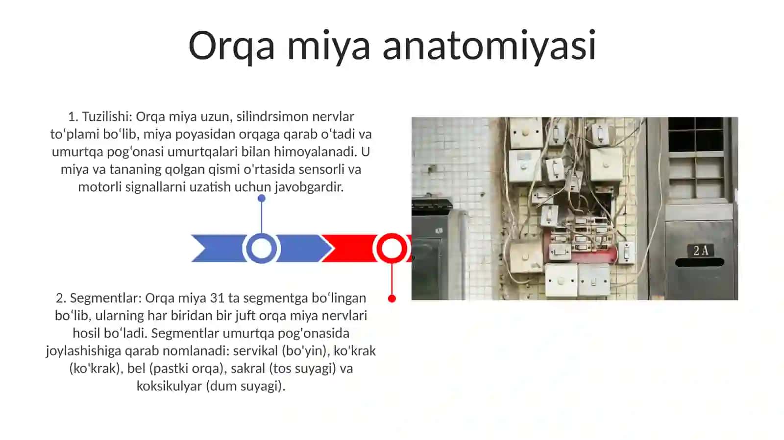 Umurtqa Pogonasi 3