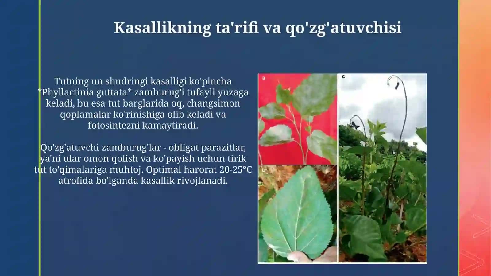 Tut daraxtida un shudring kasalligi 3
