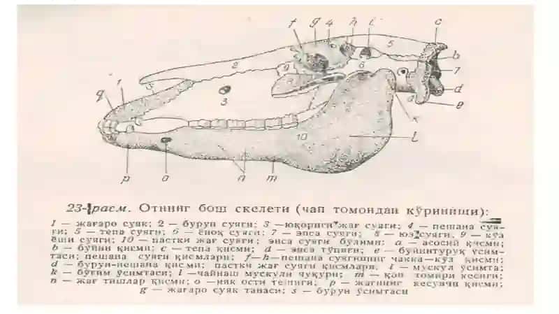 Бош скелети 3