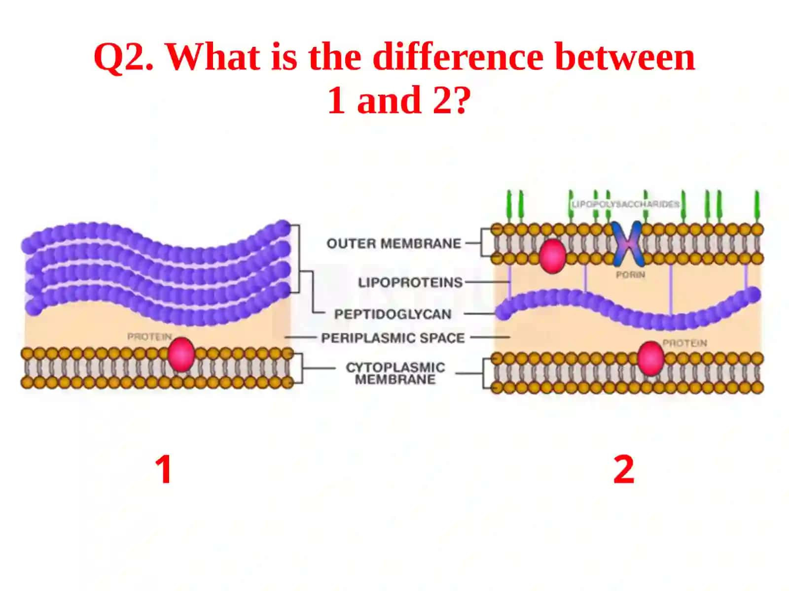 Medical Biology 3