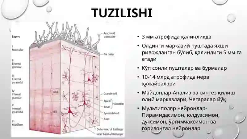 bosh miya po'stlog'i gistologiyasi 3