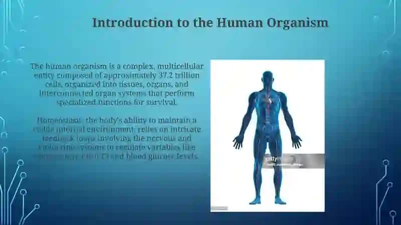 Human organism 3
