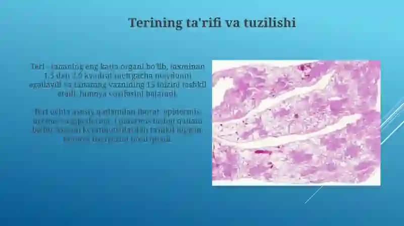 Terigistologiyasi 3