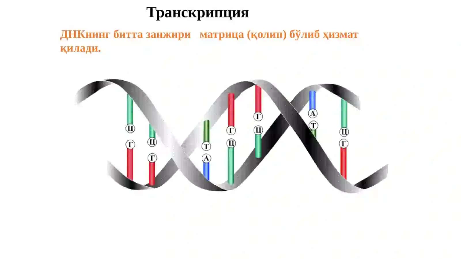 Транскрипциянинг молекуляр асослари 3