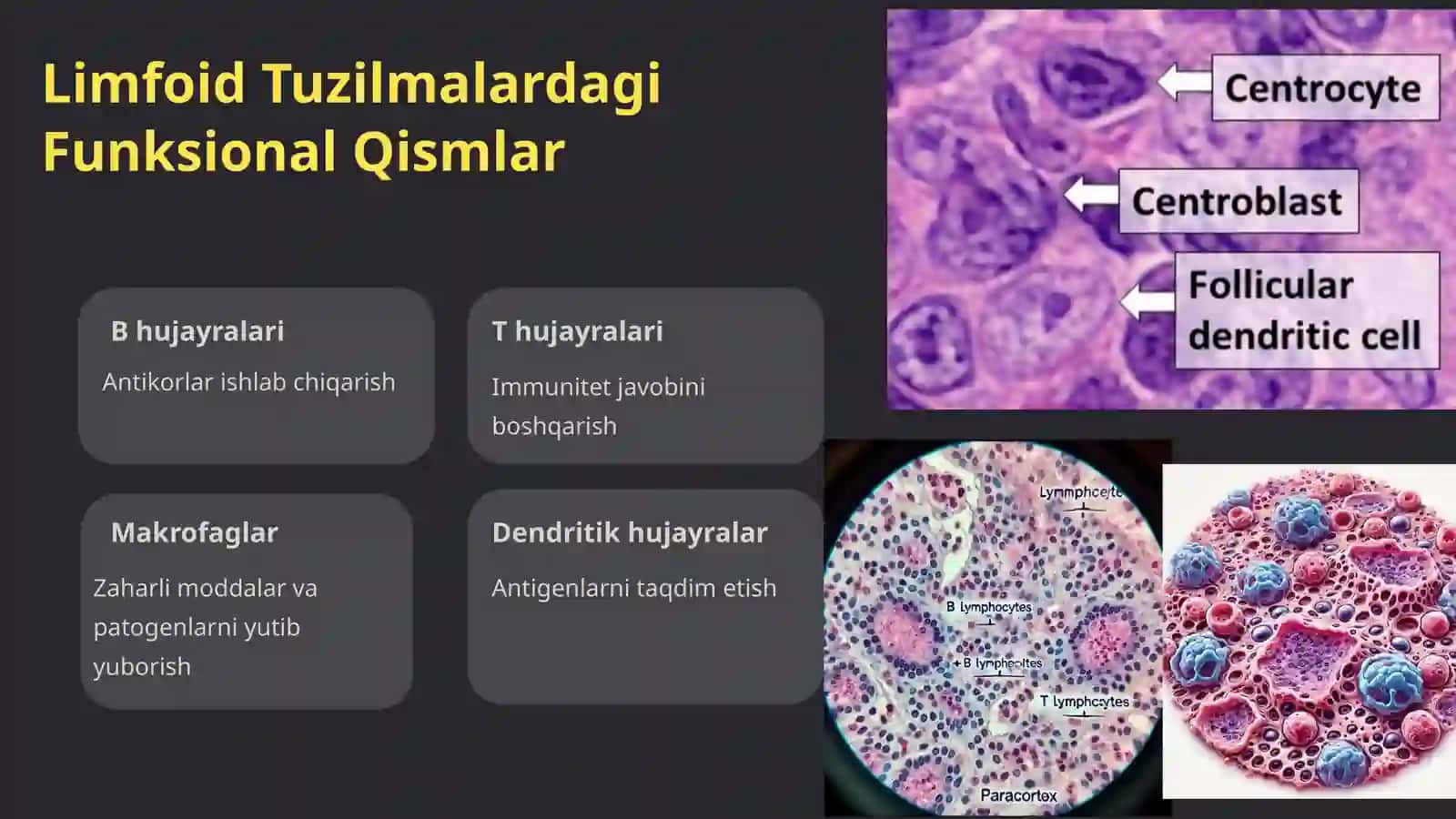 Hazm Nayining Limfoid Tuzilmalari 3