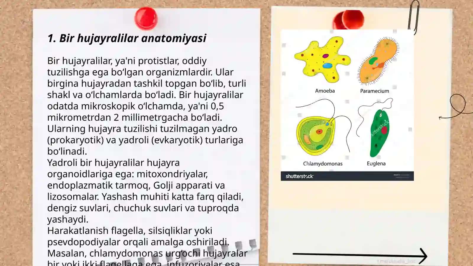 Bir hujayralilar anatomiyasi 3