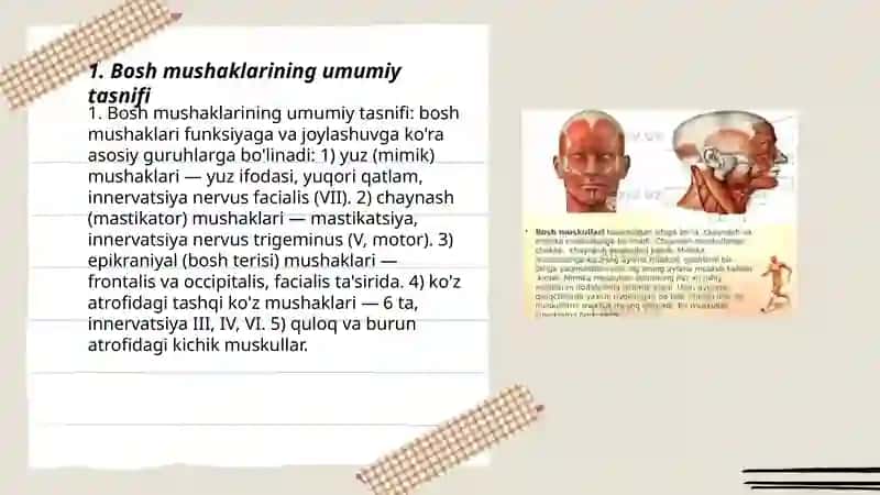 Bosh muskullari 3
