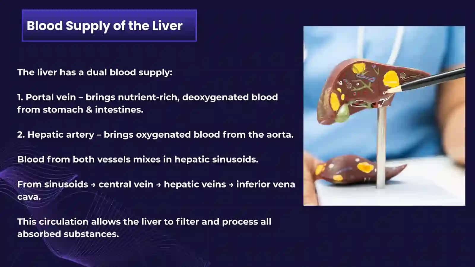 HISTOLOGY OF DIGESTIVE SYSTEM. Liver and pancreas 3