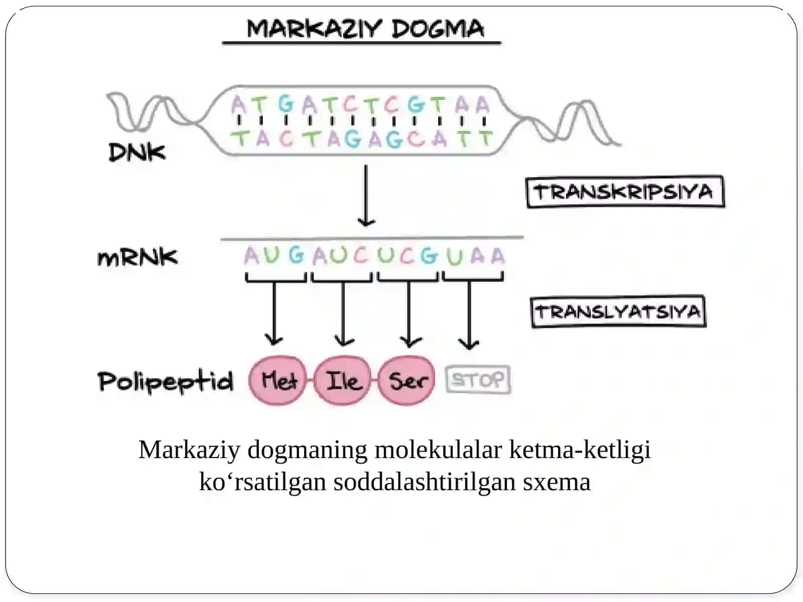 Gen ekspressiyasi va regulyasiyasi 3