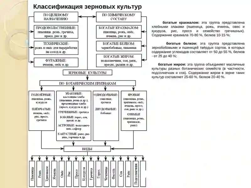 ОСНОВЫ АНАЛИЗА СОСТАВА ЗЕРНА И ХЛЕБА 3
