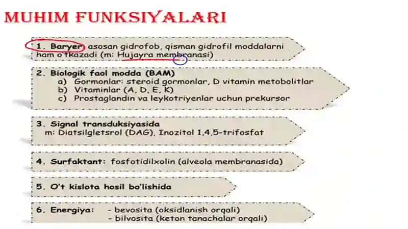 Lipidlarning hazmlanishi 3