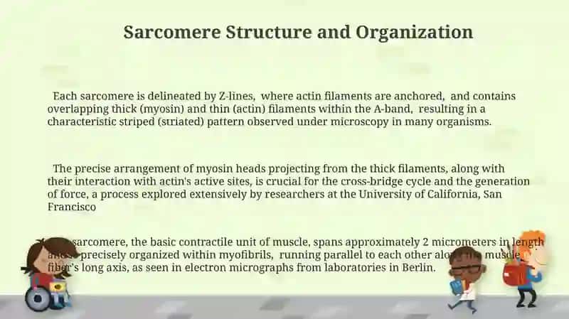 Morphological basis of muscle contraction mechanisms 3