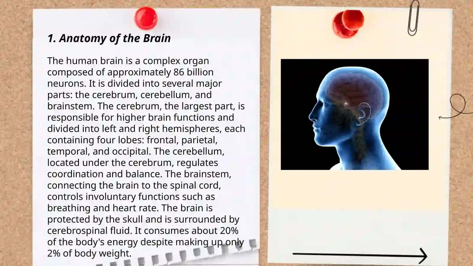 Brain and a nervous system 3