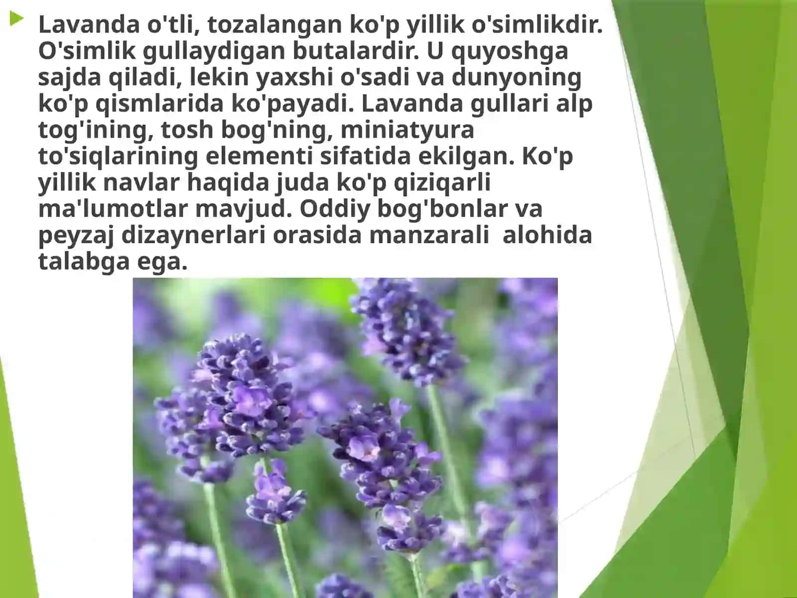 Lavanda oʻsimligi haqida maʼlumotlar 3