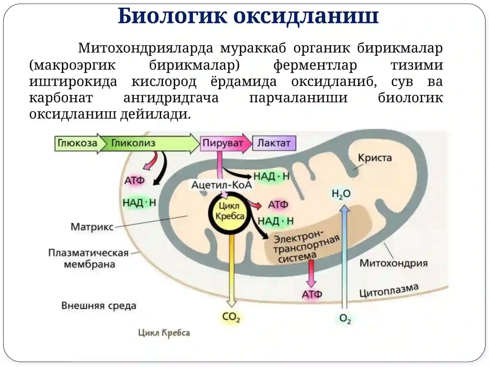 Биологик оксидланиш 3