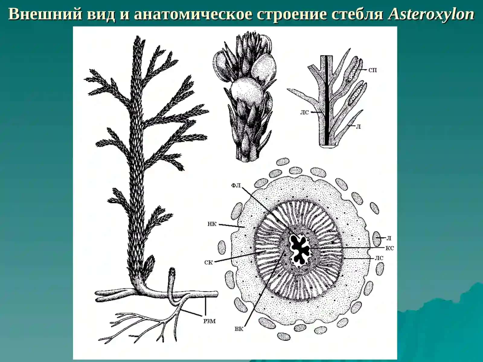 ДЕЛЕНИЕ ОТДЕЛА LYCOPODIOPHYTA НА КЛАССЫ 3