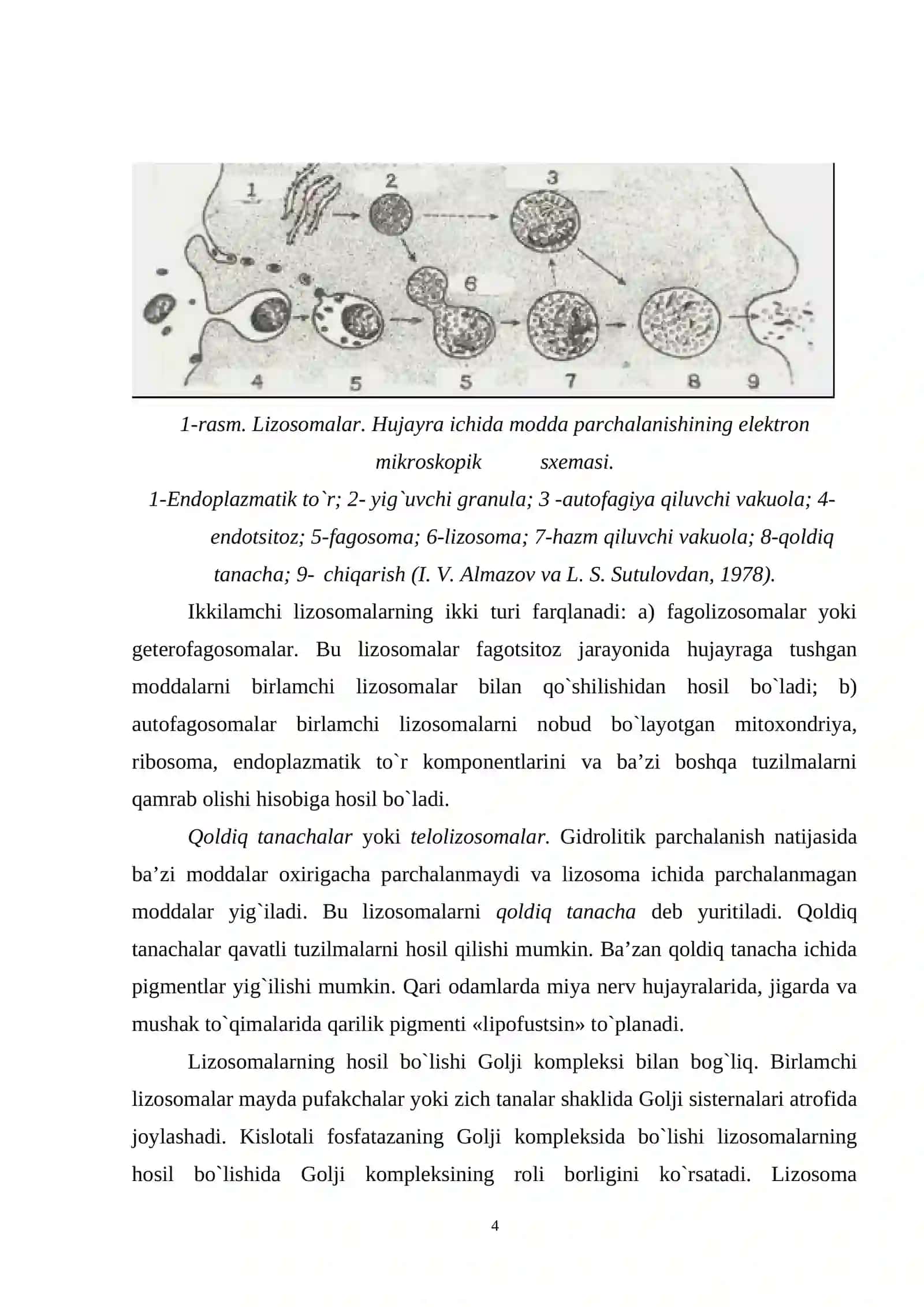 Lizosomalar, ularning turlari va vazifalari 3