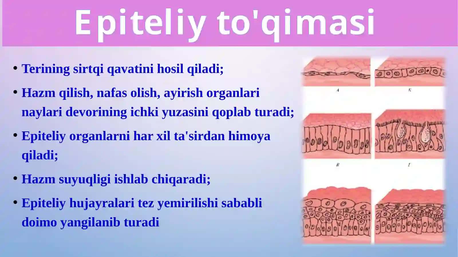 To'qimalar, organlar va organizm 3