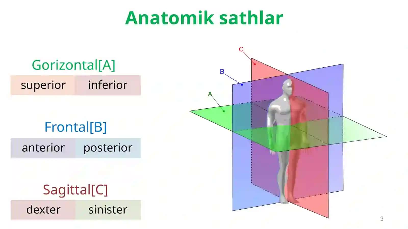 Anatomiya 3