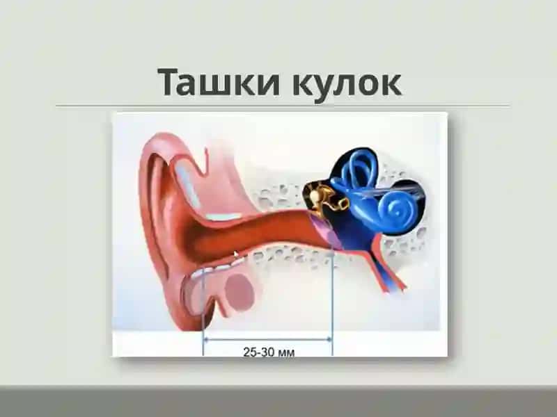 Кулокнинг клини канатомияси 3