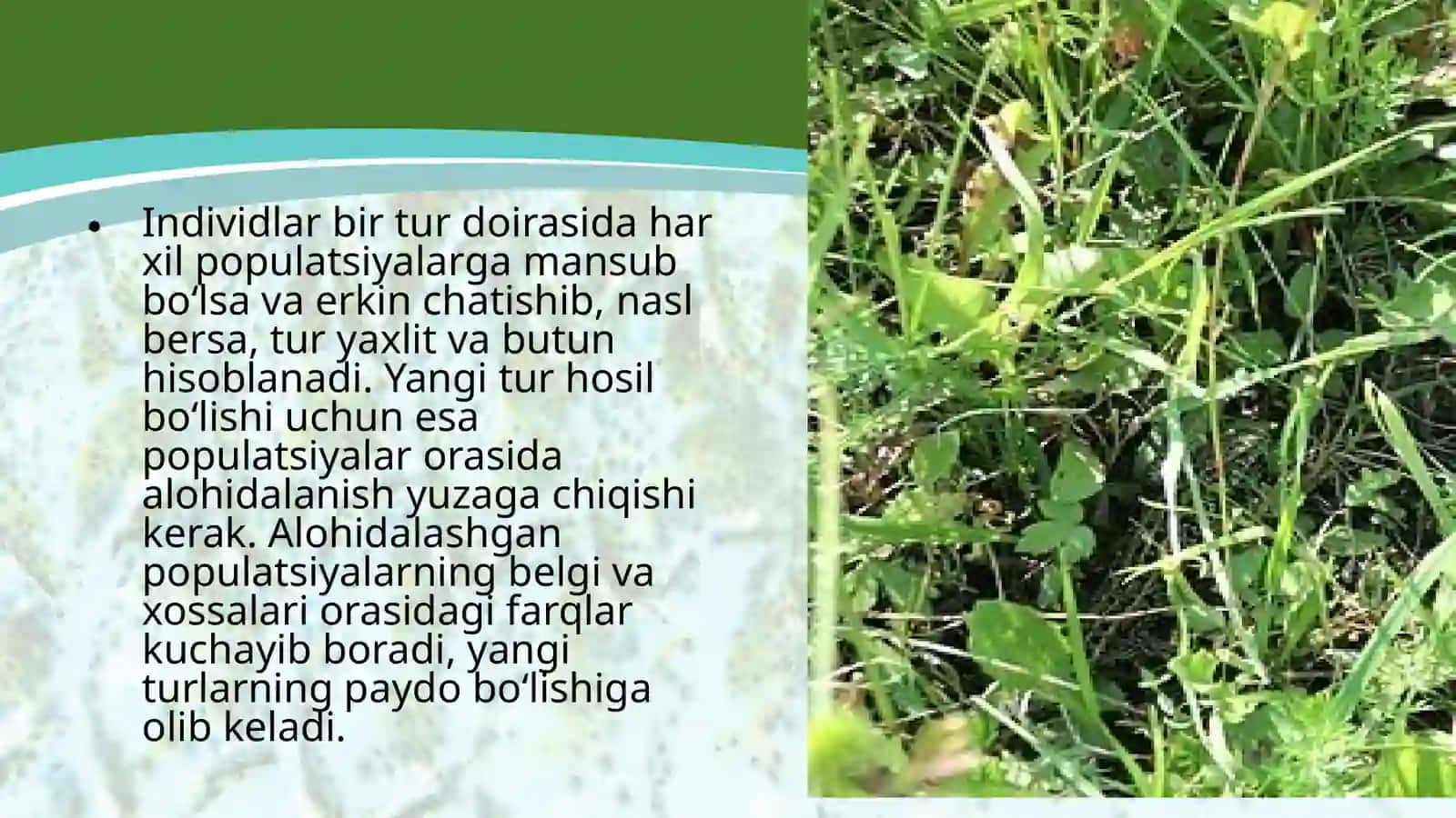 Turlarning paydo bo‘lishi 3