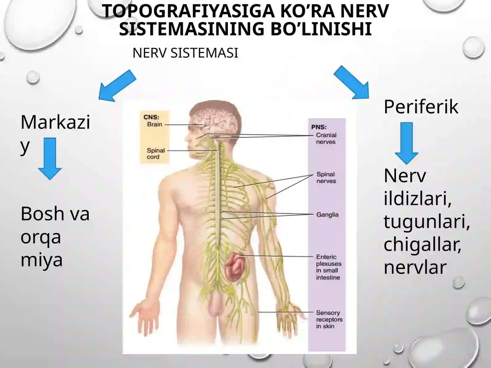 ORQA MIYANING REFLEKTOR VA O’TKAZUVCHI YO’L FAOLIYATI, TEKSHIRISH USULLARI 3