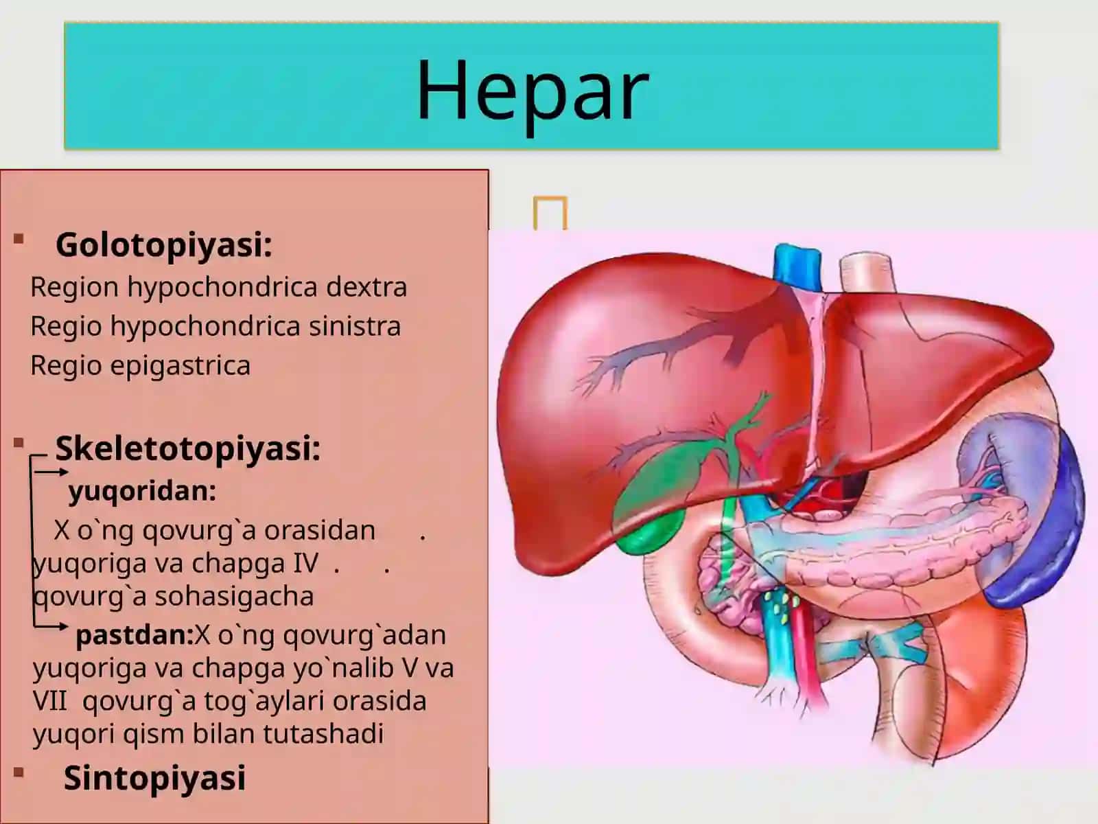 Jigar,o‘tpufagi,me’daostibezi 3