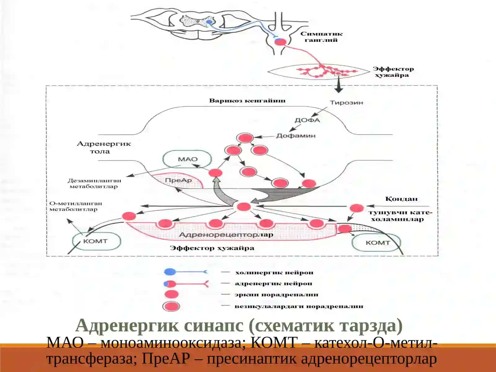 АДРЕНОМИМЕТИКЛАР СИМПАТОМИМЕТИКЛАР 3