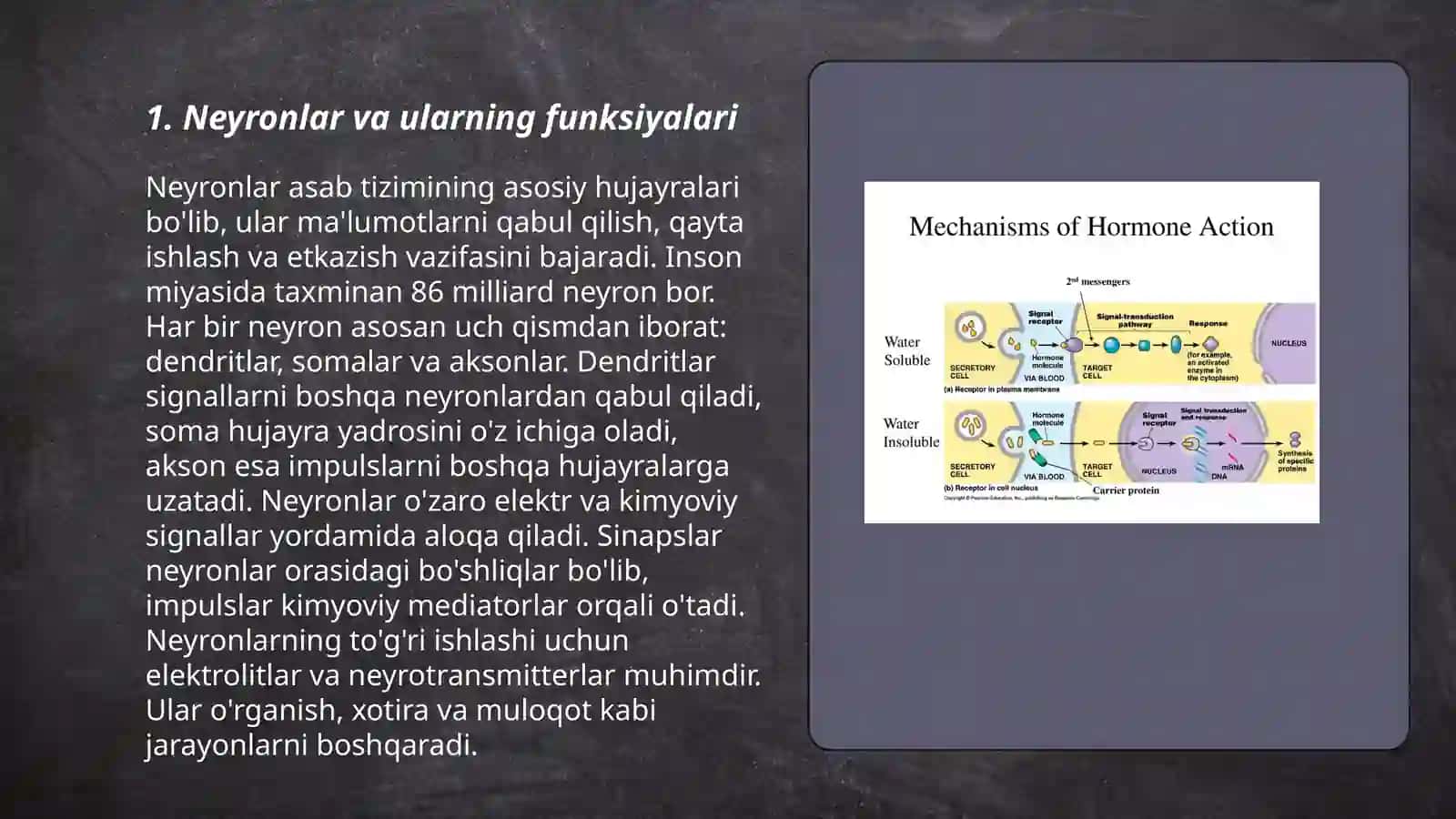 Nutqning neyrofiziologik mexanizmlari 3