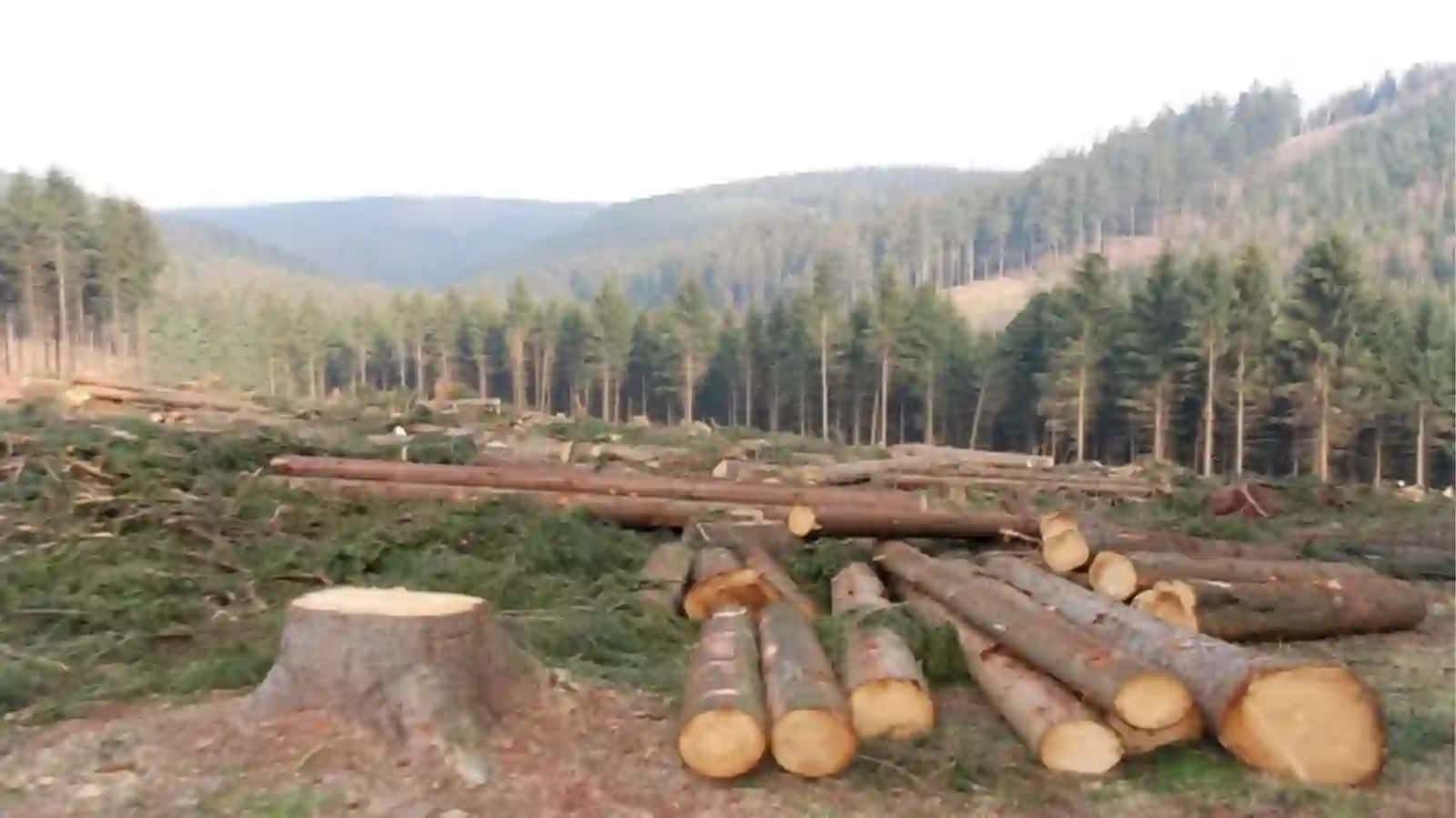 Deforestation 3