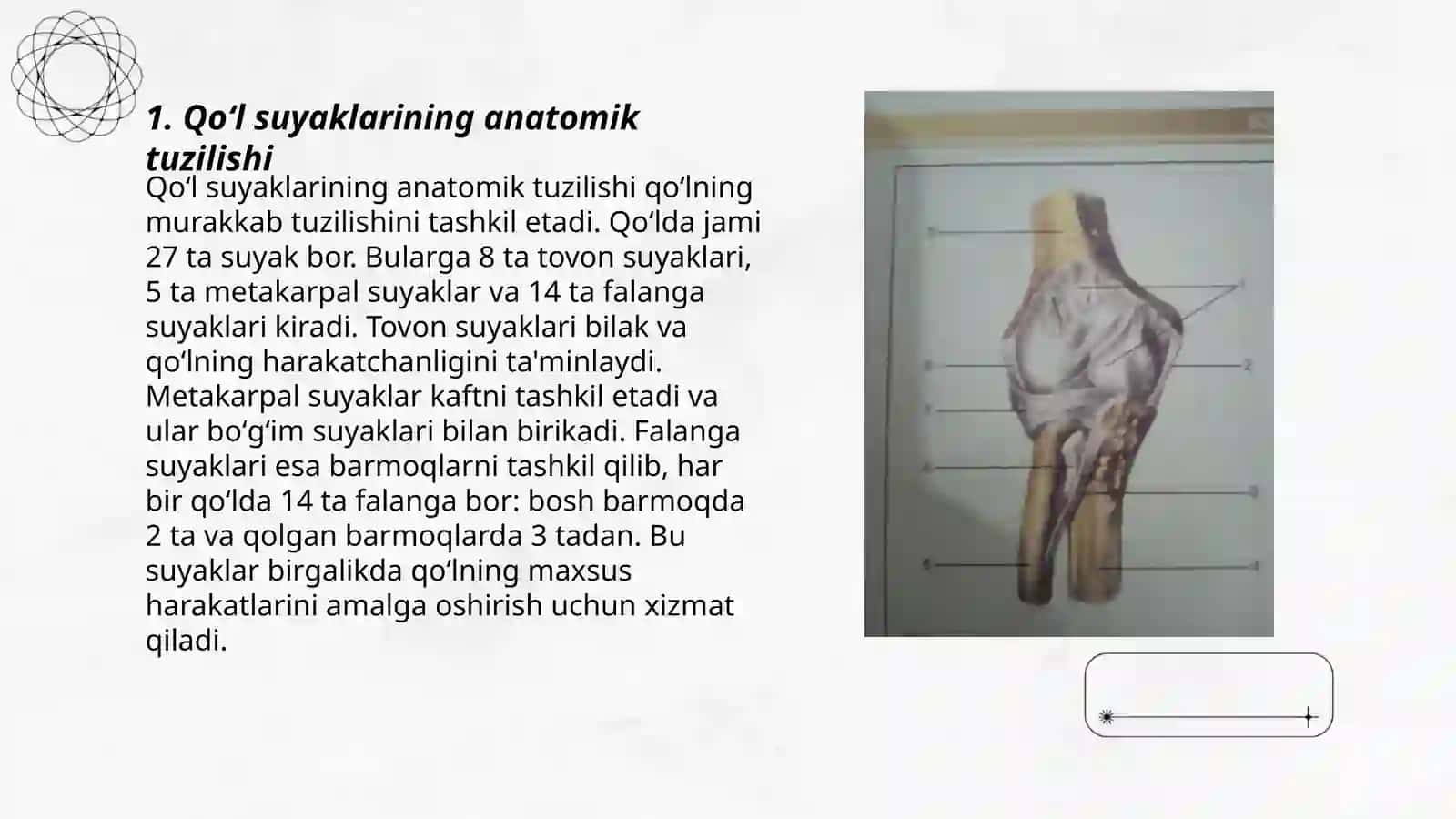 Qoʻl suyaklarining birlashmalari 3