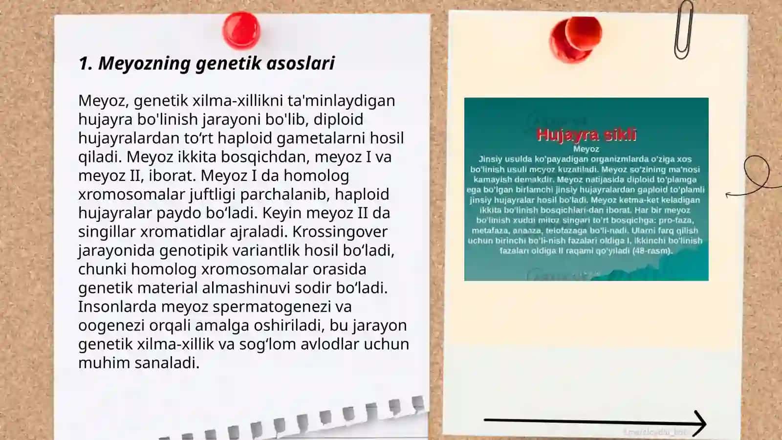 Meyoz va uning biologik ahamiyati 3