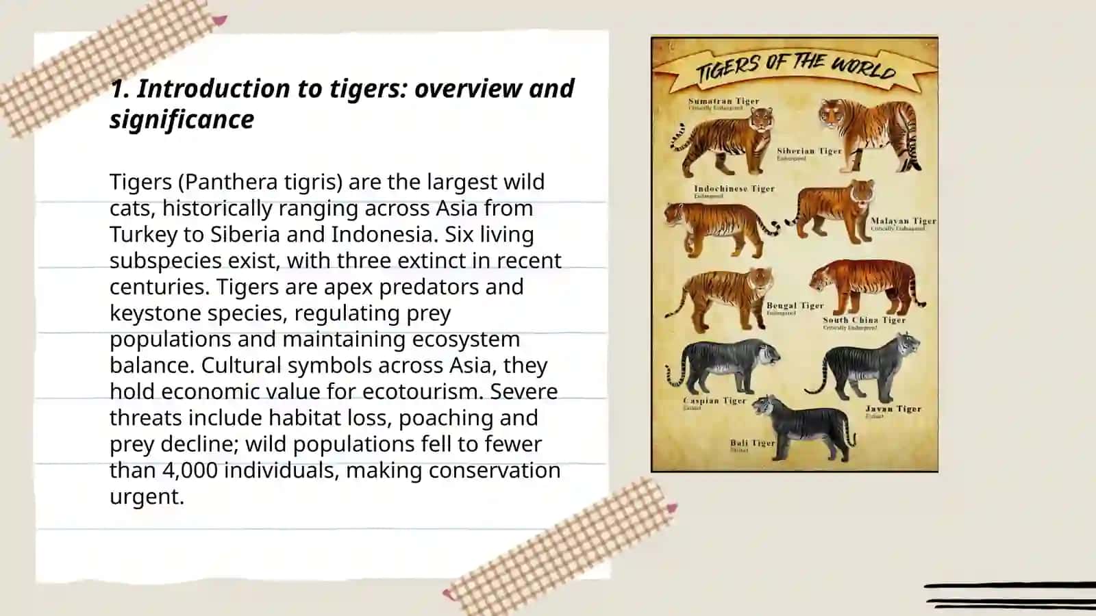 Presentation about tigers 3
