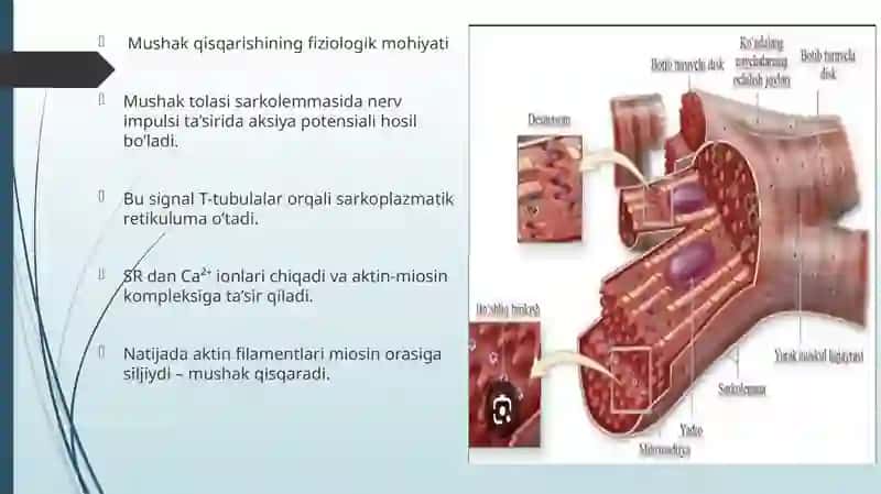 Mushak qisqarishining energetikasi 3