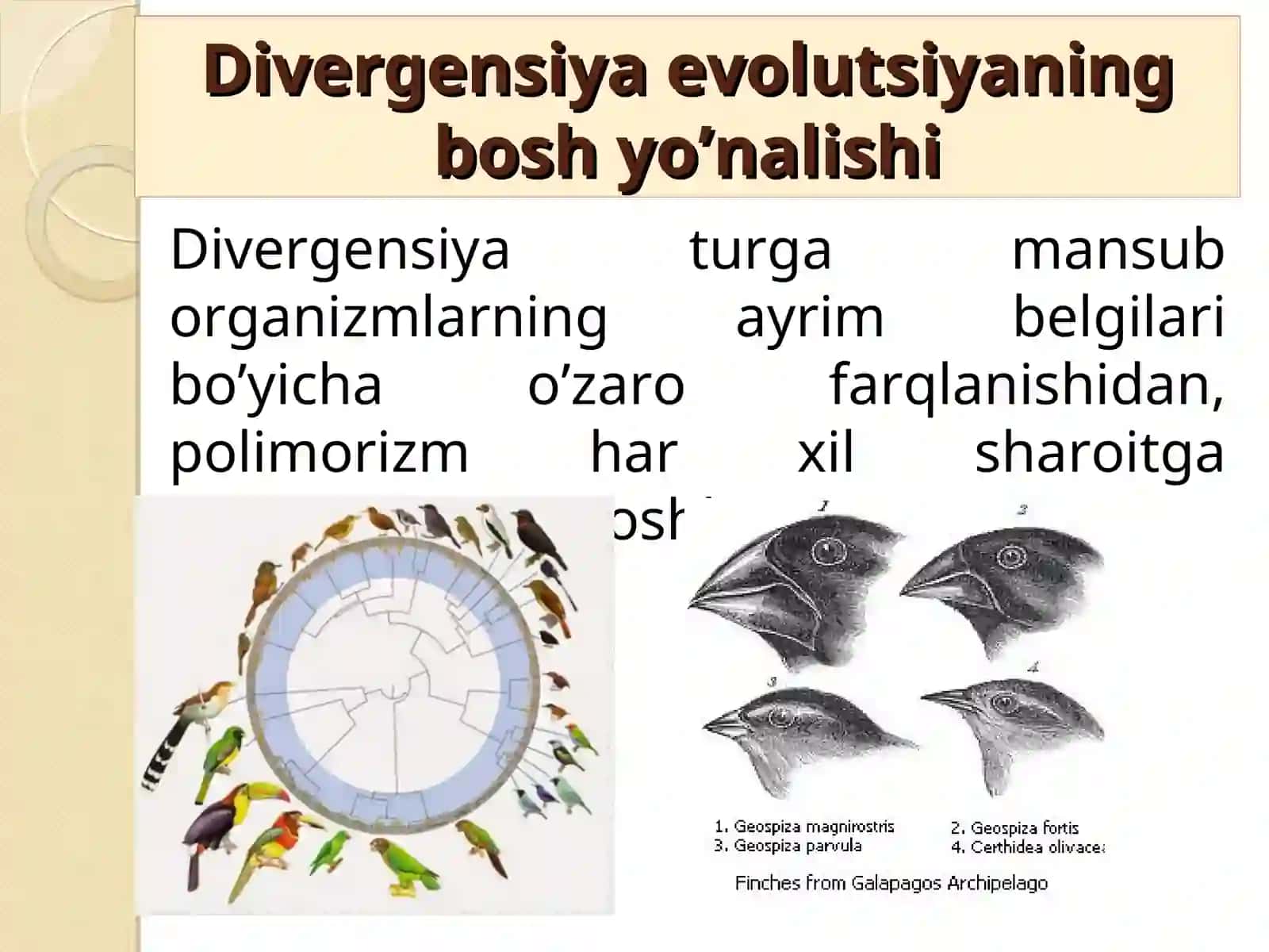 Makroevolutsiya va uning qonuniyatlari 3