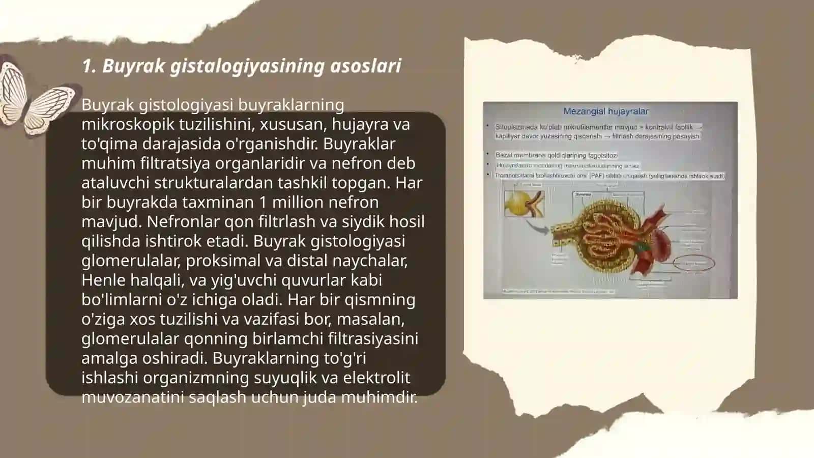 Buyrak gistalogiyasi 3