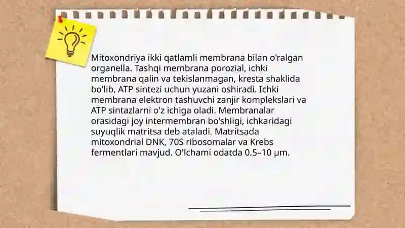 Mitoxondriya 3