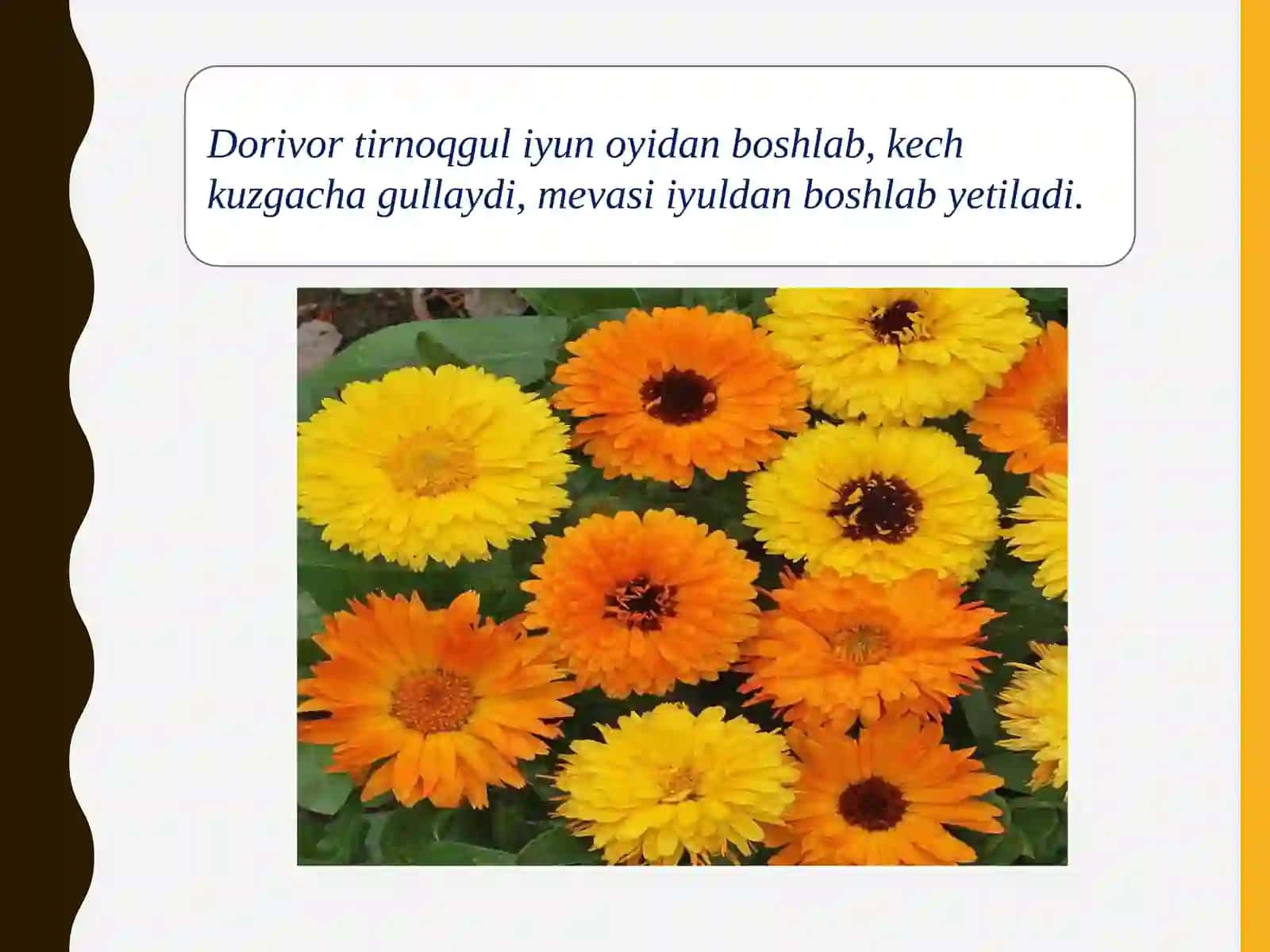 Dorivortirnoqgul 3