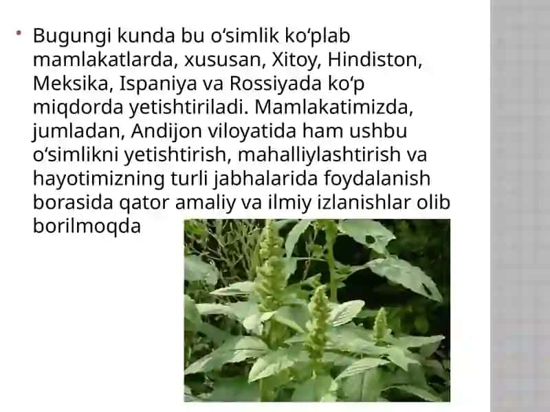 Gultojixo’rozdoshlar oilasi 3