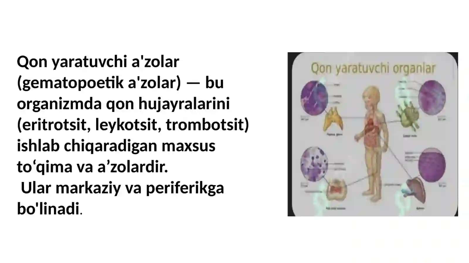Qon yaratuvchi a`zolar 3
