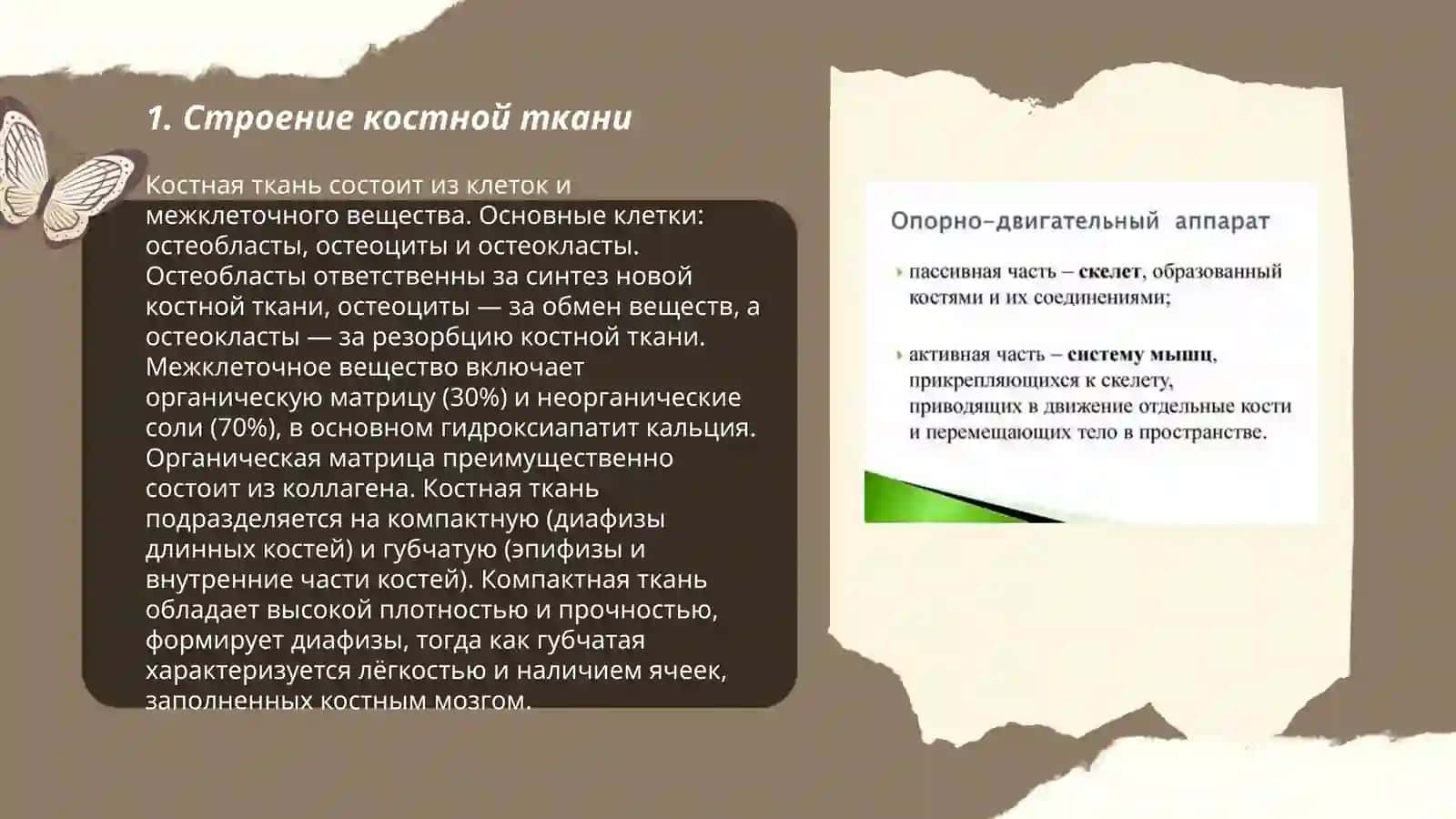 Опорно-двигательный аппарат 3