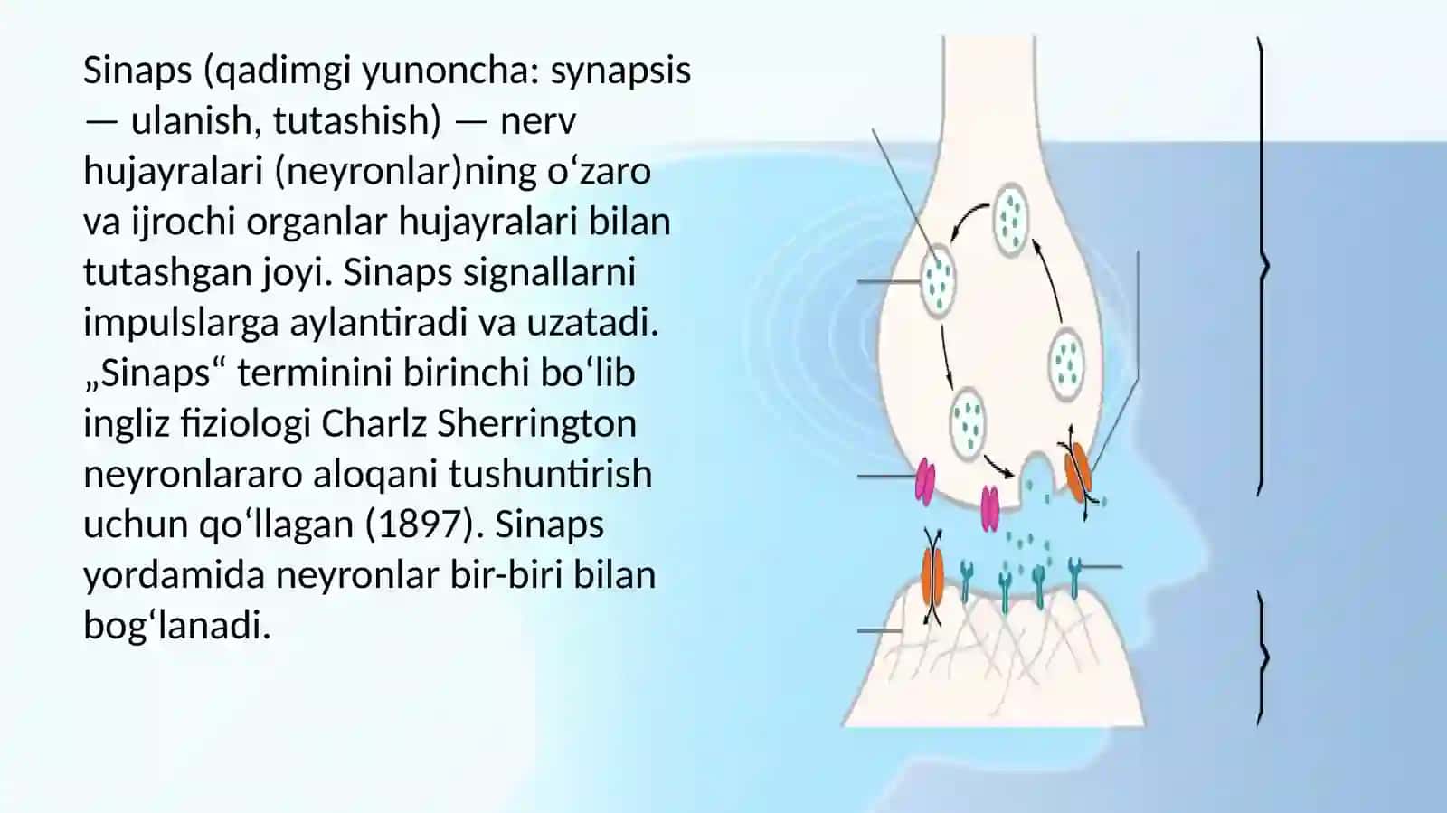 Sinapslar fiziologiyasi 3