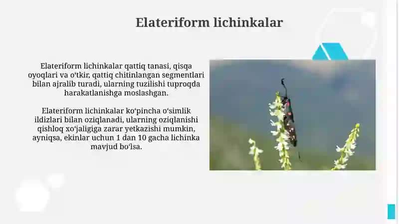 Apod lichinkalar 3